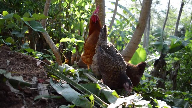 chocken eating in the garden