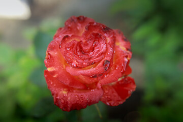 red rose with water drops