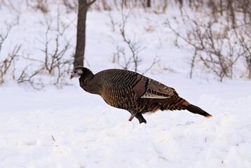 Winter Wild Turkey