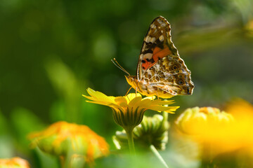 Butterfly burdock on a yellow flower (Vanessa cardui, Nymphalidae). Butterfly painted lady. Spring and summer background