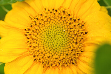 Yellow sunflower with drops of water. Summer and autumn background .