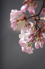 Obraz premium 桜のシーン