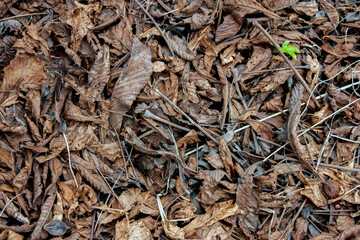 Fallen leaves and dry twigs on the ground. View from above.