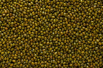 close up of sunflower,greenbean