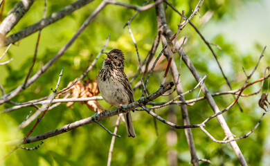 Vesper Sparrow (Pooecetes gramineus) singing.