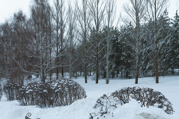 The scene in the winter park