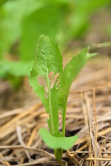fresh lettuce plant on straw and soil
