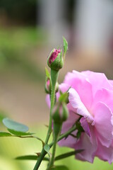 pink rose in the garden
