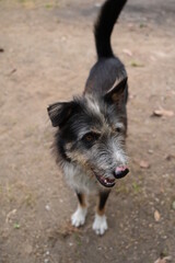 black and white hair dog with smile face