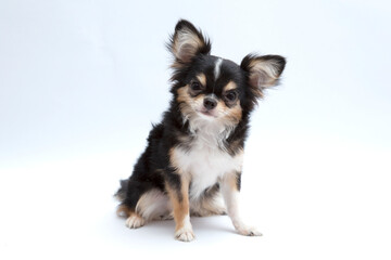 black and tan cream long coated Chihuahua isolated over white background