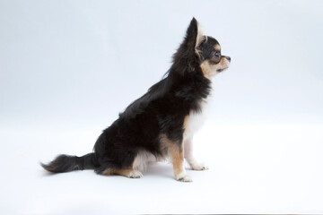 black and tan cream long coated Chihuahua isolated over white background