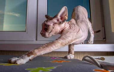 Kitten of the Devon Rex breed on the windowsill
