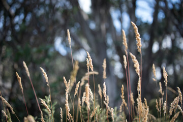 Fototapeta premium Outdoor beauty