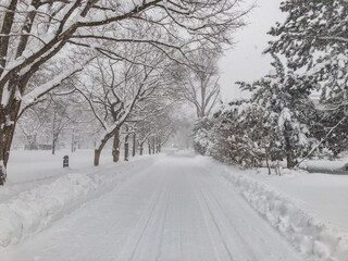 Obraz premium View of the Hokkaido University in snow, Sapporo City , Hokkaido, Japan.