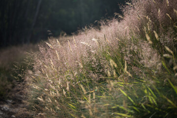 Outdoor beauty