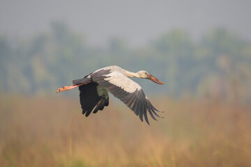Asian Openbill Stork (Anastomus oscitans) Flying, seen in a India.
