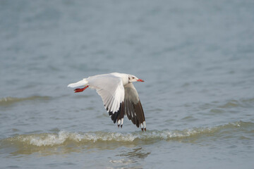 Brown-headed Gull (Chroicocephalus brunnicephalus) Flying over blue water, seen in a India.
