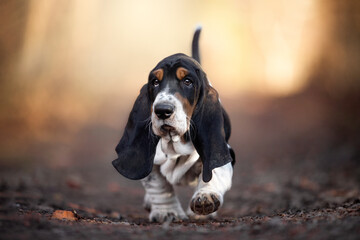 amazing Basset Hound Puppy photo - obrazy, fototapety, plakaty
