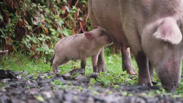 Small pig drinking milk from the mother. Slow motion. 
