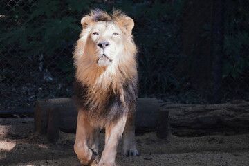 Obraz premium ライオン