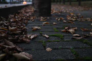 夕方に広がる落ち葉と田舎道 / 反射する車の光と秋の葉 / 風景・自然の写真