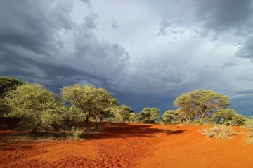 Fotobehang African savannah landscape against a dark sky of an approaching storm, South Africa. © EcoView