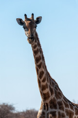 Closeup of the neck of an Angolan Giraffe - Giraffa giraffa angolensis- near a waterhole in Etosha national Park in Namibia.