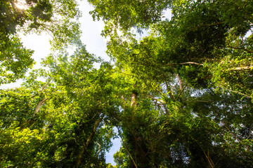 Tropical green tree forest morning sun light uprisen ant view
