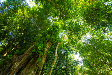 Tropical green tree forest morning sun light uprisen ant view