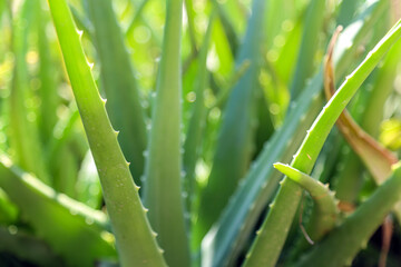 Fototapeta na wymiar Close up fresh green aloe vera plant in the herb garden.