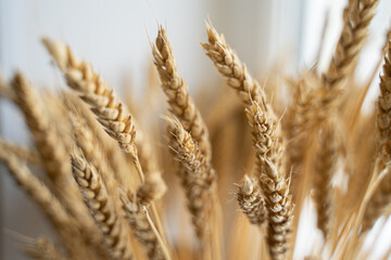 agricultural wheat close-up