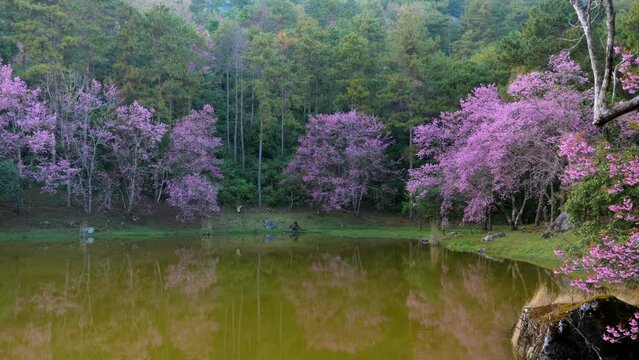 Cherry blossom trees near mountain lake with rocks. Beautiful landscape with blooming pink sakura and mountain river at sunset. Relaxation, tranquility and peace nature