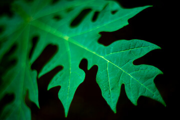 Obraz premium papaya leaf close up in black background