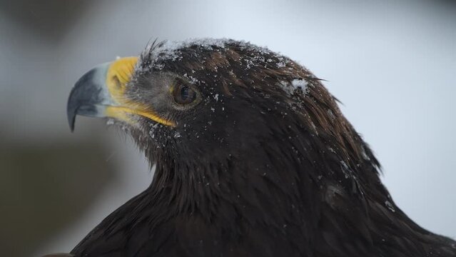 Spanish imperial eagle at winter during heavy snowfall