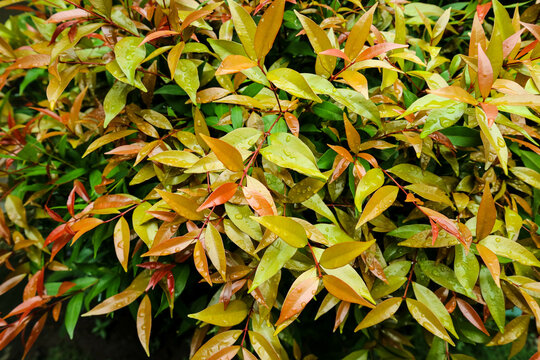 Syzygium paniculatum, the magenta lilly pilly, magenta cherry botanical macro photography