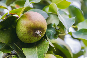Pear tree. Close-up. Pear orchard with green pears. Summer fruit harvest background.