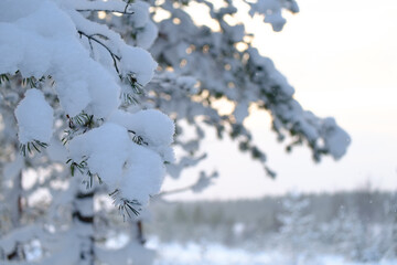 snow covered pine tree