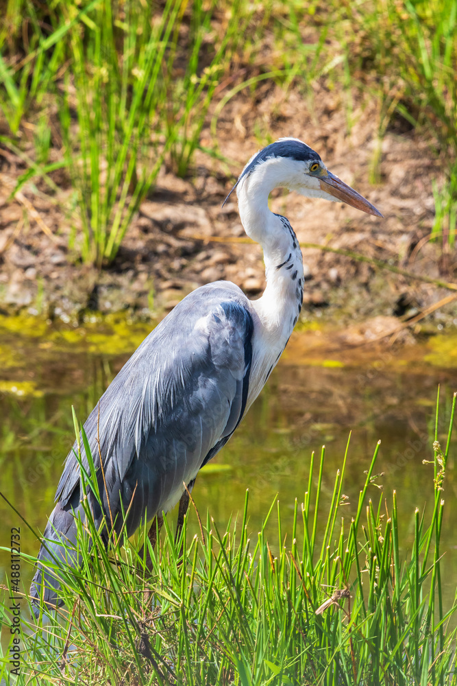 Sticker Black headed heron looking at the water in pond