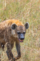 Hyena walking in the savanna