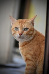 cat sitting on the wall
