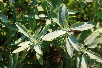 Szałwia lekarska sage Salvia officinalis herbs