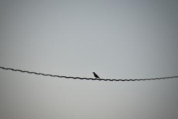 Birds on electric wires in the big city at twilight,birds fly to free in to the sky,A flock of birds sits on electric wires against the backdrop of a cloudy sky. Black and white image,india
