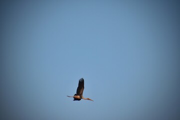 With its long beak, white-barred wings and namesake tail, the Black-Tailed Godwit is a distinctive and elegant bird,sticky wood with shallow blurry background one of them spread