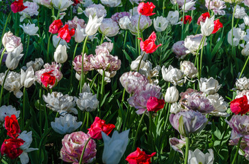 Flowerbed of white and pink tulips