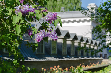 Lilac bushes bloom in spring against the background of a building with classical ancient architecture