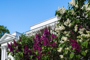 Lilac bushes bloom in spring against the background of a building with classical ancient architecture