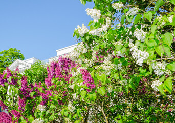Fototapeta na wymiar Lilac bushes bloom in spring against the background of a building with classical ancient architecture