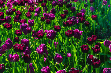 Many buds of dark purple blossoming tulips in the garden