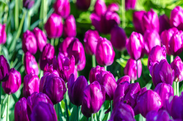 Fototapeta premium Many buds of dark purple blossoming tulips in the garden