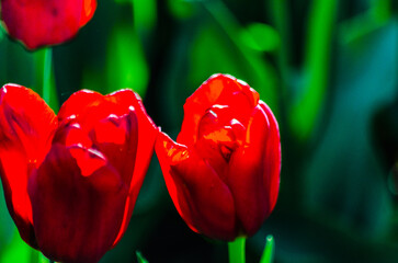 Many buds of red  blossoming tulips on the garden